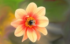Desktop wallpaper. Flowers. ID:93360