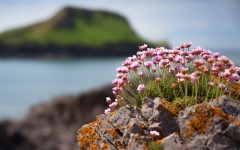 Desktop wallpaper. Flowers. ID:81962