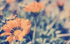 Desktop wallpaper. Flowers. ID:82021