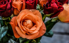 Desktop wallpaper. Flowers. ID:82153