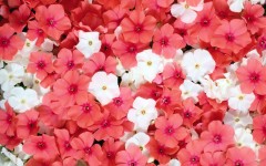 Desktop wallpaper. Flowers. ID:82172