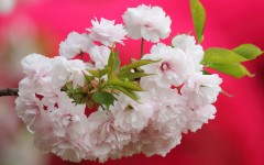 Desktop wallpaper. Flowers. ID:82187