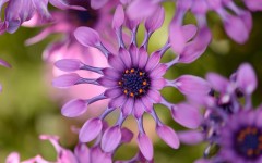 Desktop wallpaper. Flowers. ID:82236