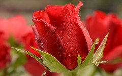 Desktop wallpaper. Flowers. ID:82266