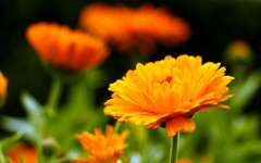 Desktop wallpaper. Flowers. ID:82488