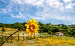 Desktop wallpaper. Flowers. ID:82491