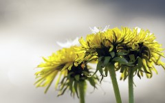 Desktop wallpaper. Flowers. ID:82495