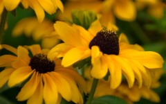Desktop wallpaper. Flowers. ID:82549