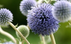 Desktop wallpaper. Flowers. ID:82595