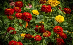 Desktop wallpaper. Flowers. ID:82784
