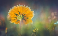 Desktop wallpaper. Flowers. ID:82838