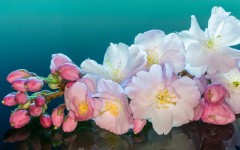 Desktop wallpaper. Flowers. ID:82929