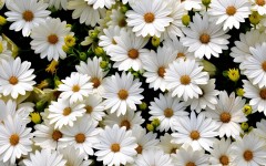 Desktop wallpaper. Flowers. ID:83027