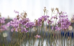 Desktop wallpaper. Flowers. ID:83504