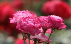 Desktop wallpaper. Flowers. ID:83565