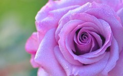 Desktop wallpaper. Flowers. ID:83567