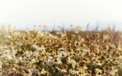 Desktop wallpaper. Flowers. ID:83611