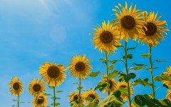 Desktop wallpaper. Flowers. ID:83617