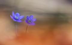 Desktop wallpaper. Flowers. ID:83635