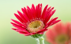Desktop wallpaper. Flowers. ID:83828