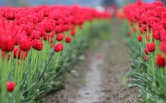 Desktop wallpaper. Flowers. ID:83845
