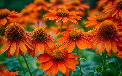 Desktop wallpaper. Flowers. ID:83853