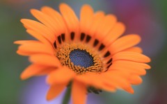 Desktop wallpaper. Flowers. ID:83858