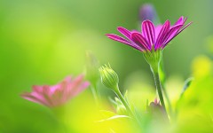 Desktop wallpaper. Flowers. ID:83859