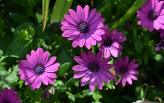 Desktop wallpaper. Flowers. ID:84002
