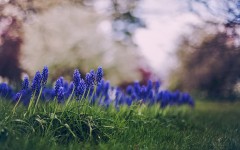 Desktop wallpaper. Flowers. ID:84052
