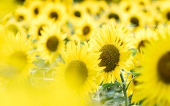 Desktop wallpaper. Flowers. ID:84054