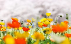 Desktop wallpaper. Flowers. ID:84156