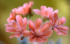 Desktop wallpaper. Flowers. ID:84375