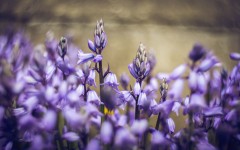 Desktop wallpaper. Flowers. ID:84399