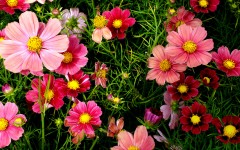 Desktop wallpaper. Flowers. ID:84471