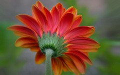 Desktop wallpaper. Flowers. ID:84501
