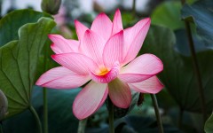 Desktop wallpaper. Flowers. ID:84514