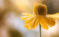 Desktop image. Flowers. ID:84548