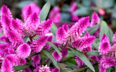 Desktop wallpaper. Flowers. ID:84881
