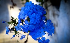 Desktop wallpaper. Flowers. ID:84901