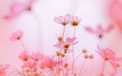 Desktop wallpaper. Flowers. ID:85029