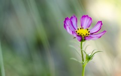 Desktop wallpaper. Flowers. ID:85042