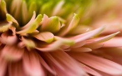 Desktop wallpaper. Flowers. ID:85047