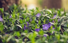 Desktop wallpaper. Flowers. ID:85100
