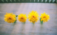 Desktop wallpaper. Flowers. ID:85153