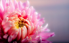 Desktop wallpaper. Flowers. ID:85395
