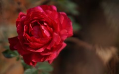 Desktop wallpaper. Flowers. ID:85503