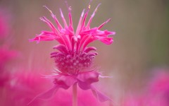Desktop wallpaper. Flowers. ID:85556