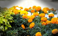 Desktop wallpaper. Flowers. ID:85882