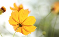 Desktop wallpaper. Flowers. ID:86057